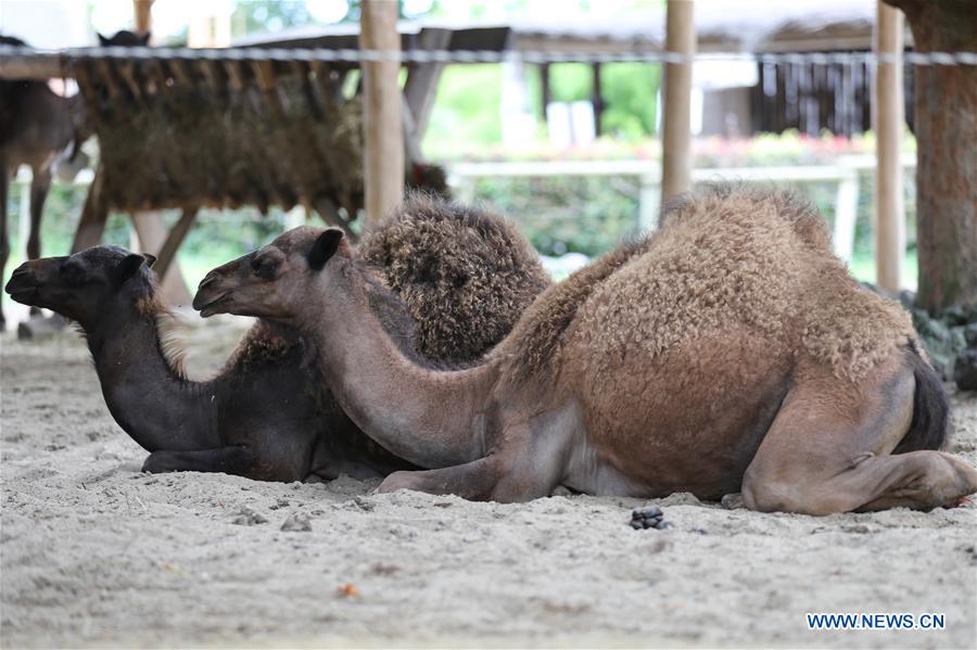 BELGIUM-BRUGELETTE-PAIRI DAIZA-SUMMER-ANIMALS