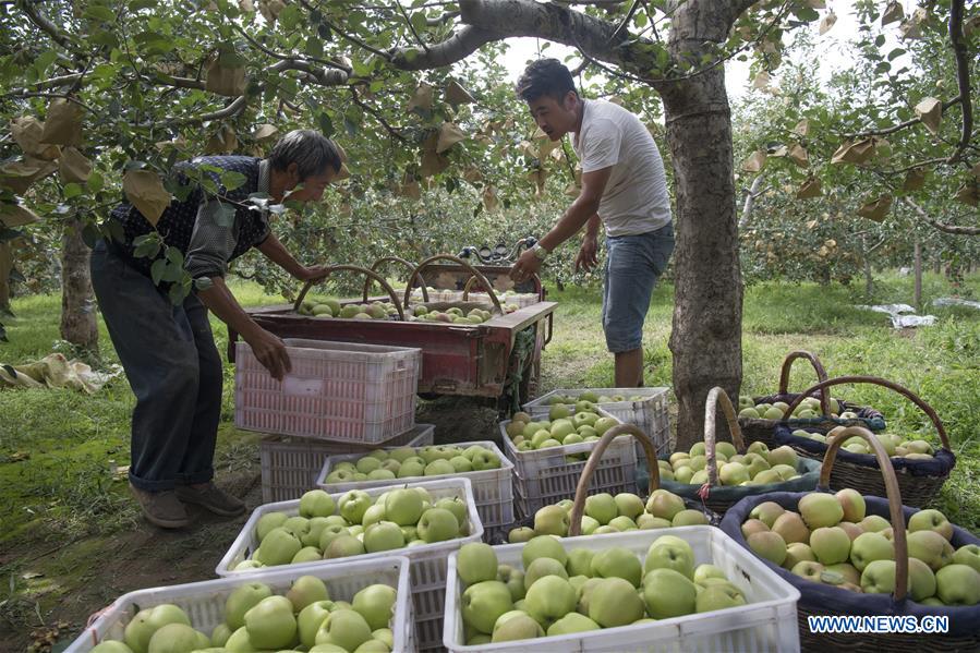 CHINA-SHAANXI-LUOCHUAN-APPLE-HARVEST (CN)