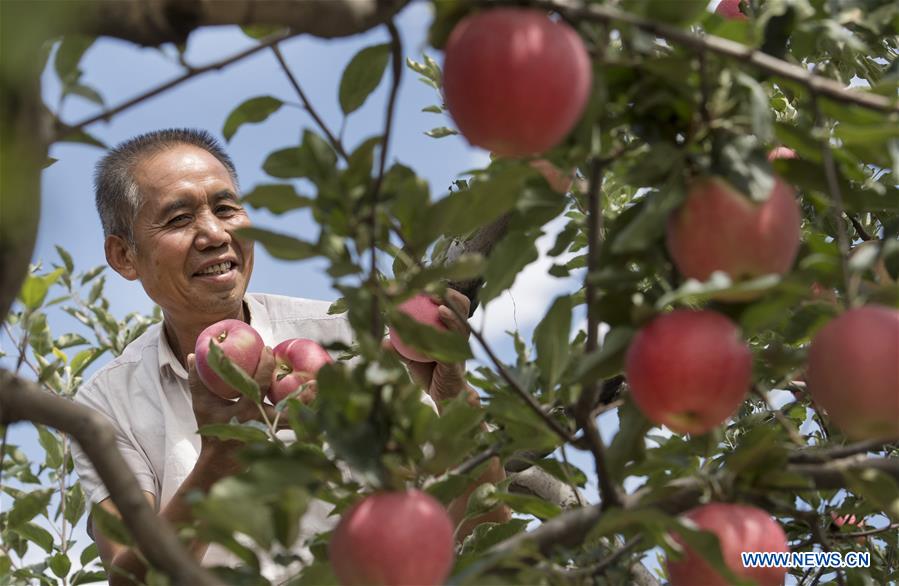 CHINA-SHAANXI-LUOCHUAN-APPLE-HARVEST (CN)