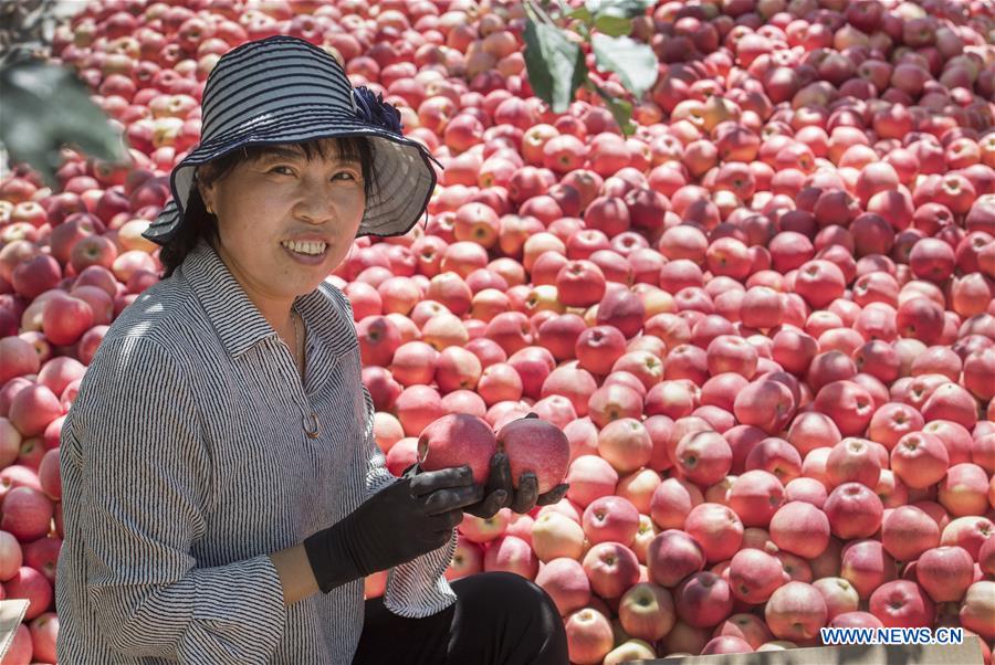 CHINA-SHAANXI-LUOCHUAN-APPLE-HARVEST (CN)