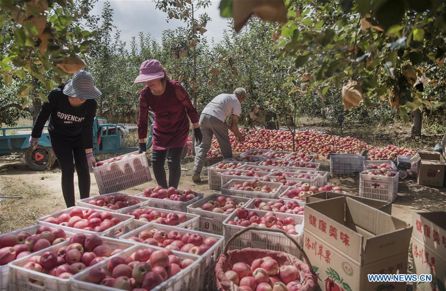 CHINA-SHAANXI-LUOCHUAN-APPLE-HARVEST (CN)