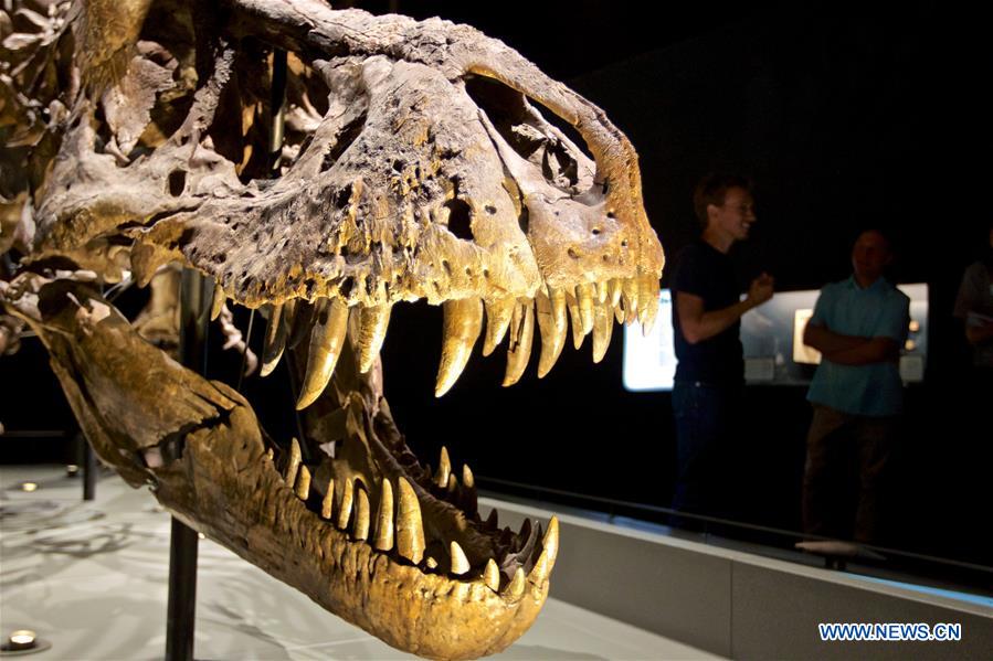 NETHERLANDS-LEIDEN-NATURALIS BIODIVERSITY CENTER-REOPENING