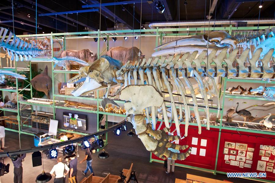 NETHERLANDS-LEIDEN-NATURALIS BIODIVERSITY CENTER-REOPENING