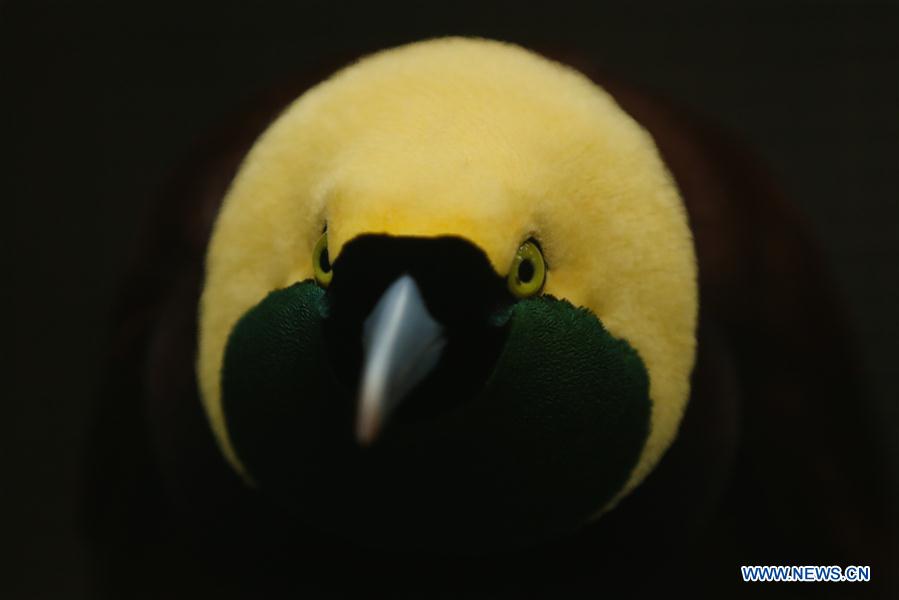 BELGIUM-BRUGELETTE-ZOO-PAIRI DAIZA