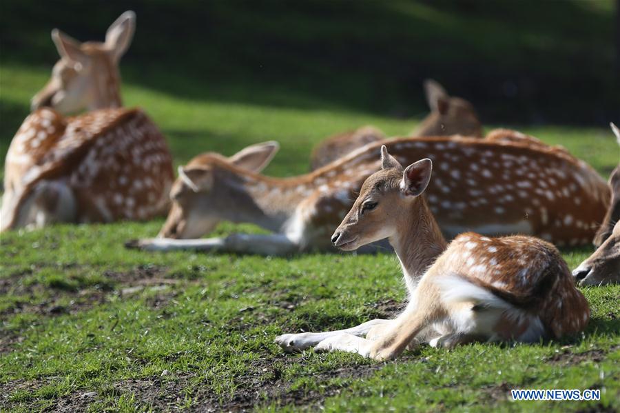 BELGIUM-BRUGELETTE-ZOO-PAIRI DAIZA