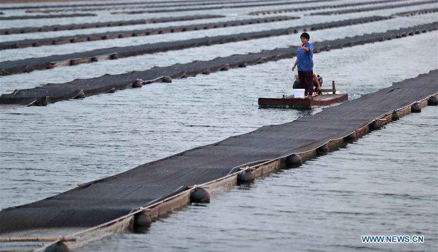 CHINA-LIAONING-GAIZHOU-FISHERWOMAN-TURBOT RAISING (CN)