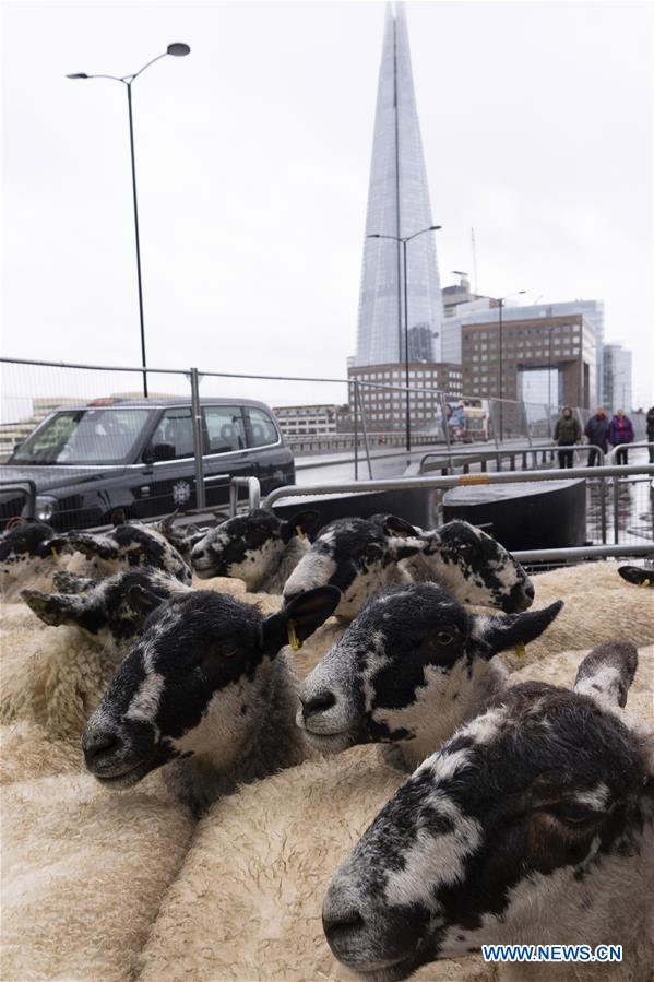 BRITAIN-LONDON-SHEEP DRIVE ACROSS LONDON BRIDGE