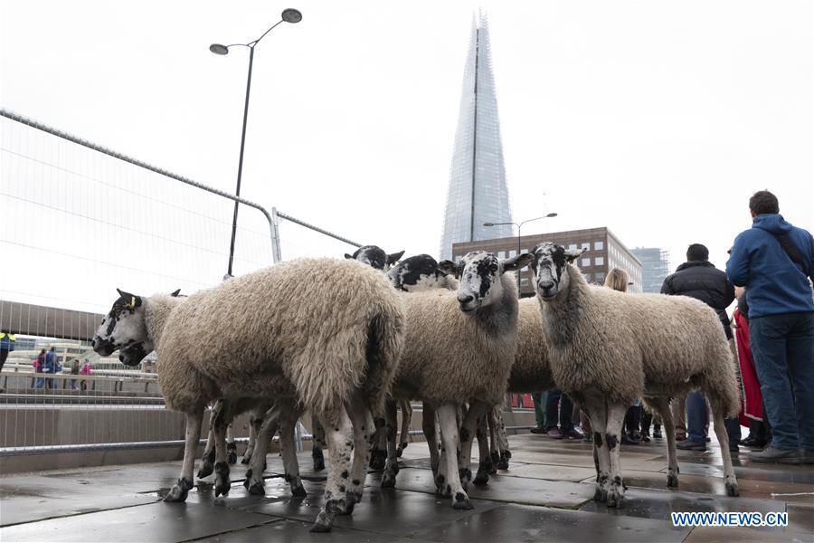 BRITAIN-LONDON-SHEEP DRIVE ACROSS LONDON BRIDGE