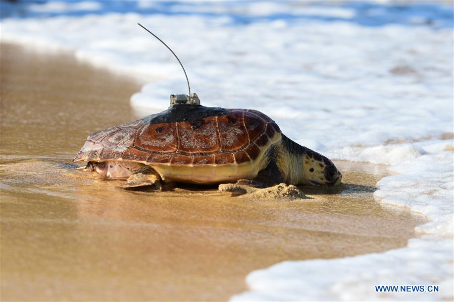 MALTA-MGARR-TURTLE-RELEASE