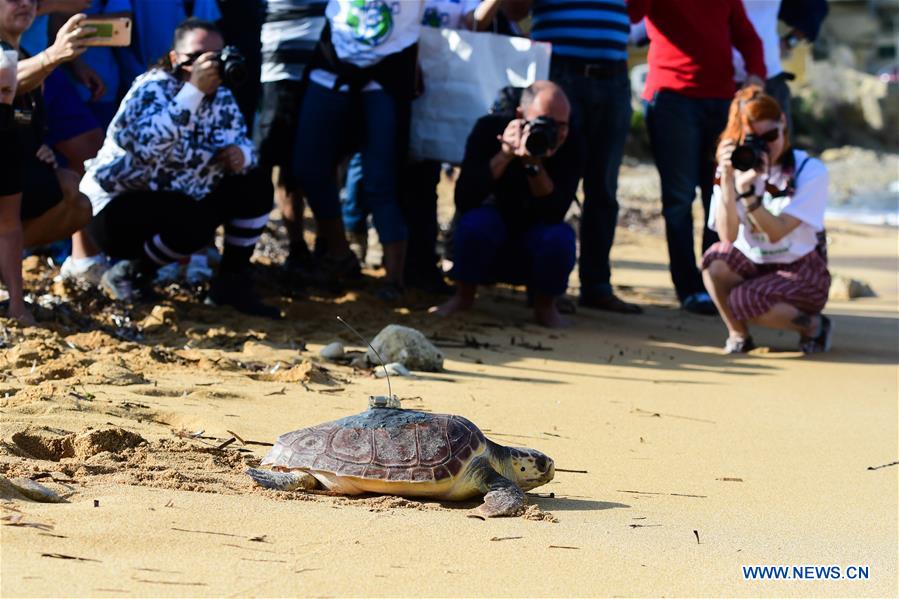 MALTA-MGARR-TURTLE-RELEASE