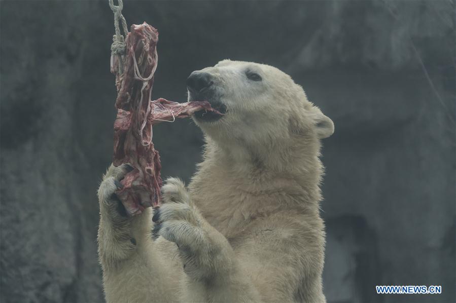 HUNGARY-BUDAPEST-ZOO-POLAR BEAR 