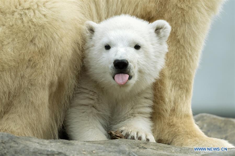 AUSTRIA-VIENNA-POLAR BEAR DAY-CUB