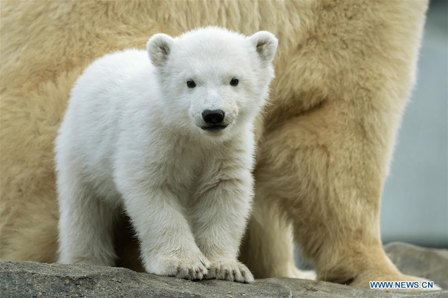 AUSTRIA-VIENNA-POLAR BEAR DAY-CUB