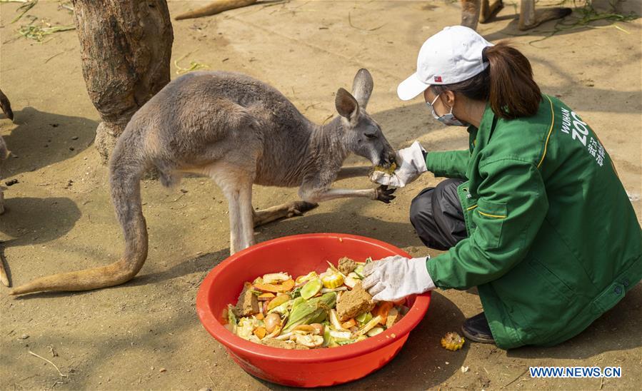 CHINA-HUBEI-WUHAN-COVID-19-ZOO (CN)