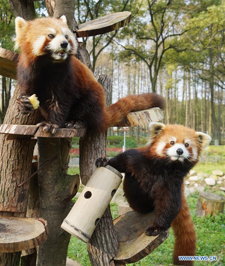 CHINA-HUBEI-WUHAN-COVID-19-ZOO (CN)