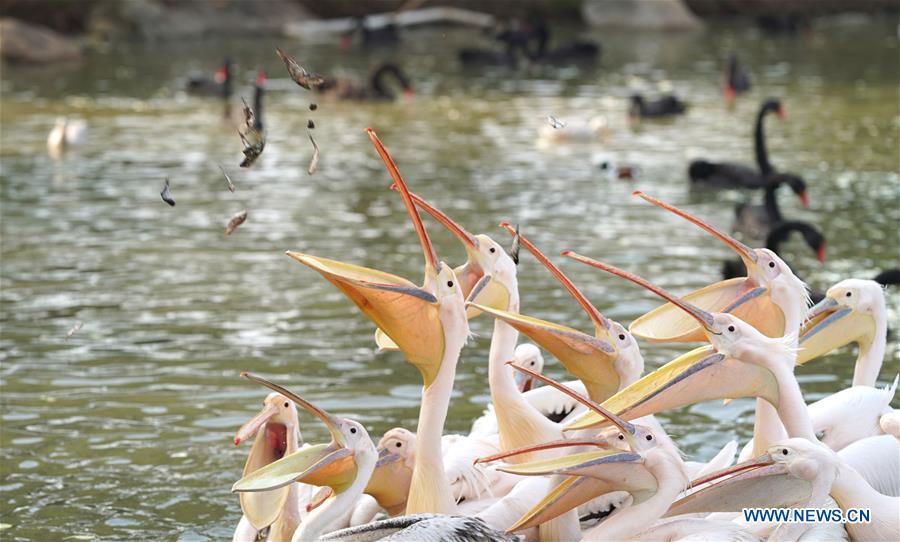 CHINA-HUBEI-WUHAN-COVID-19-ZOO (CN)