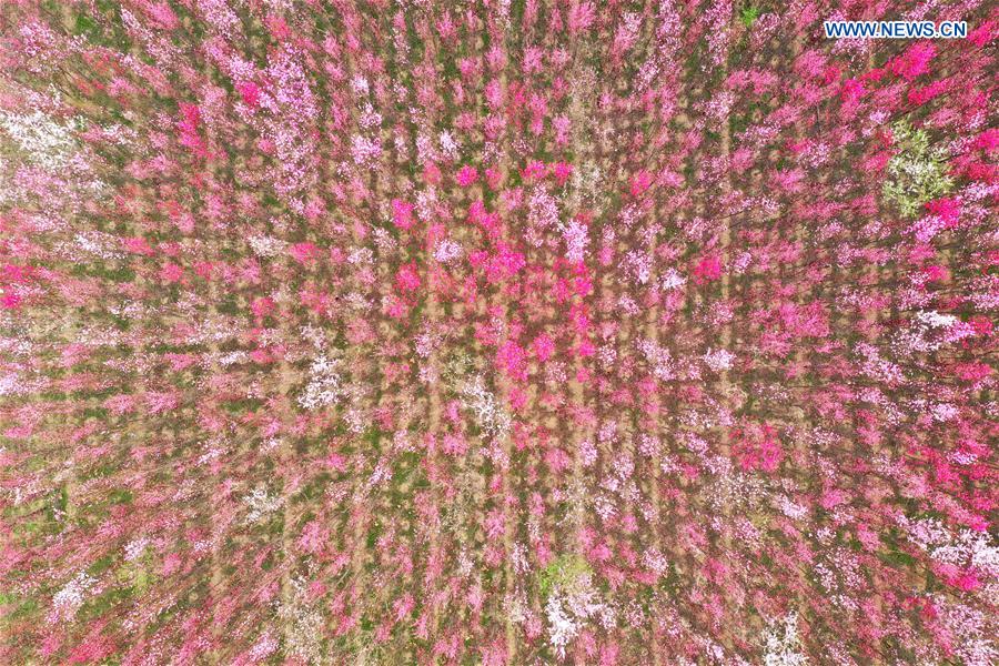 CHINA-HENAN-XINGYANG-SPRING-BLOSSOMS (CN)