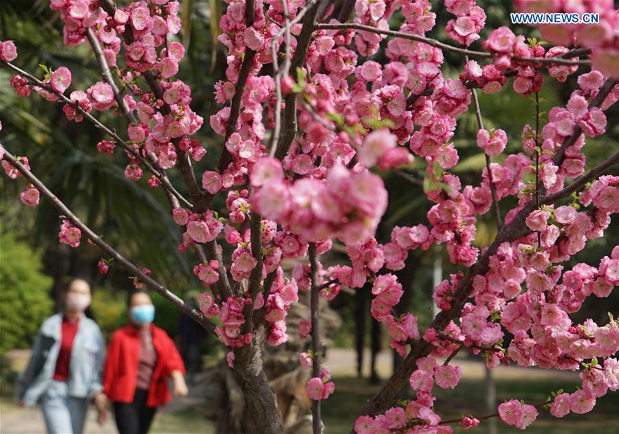 CHINA-HENAN-ZHENGZHOU-BLOSSOM (CN)