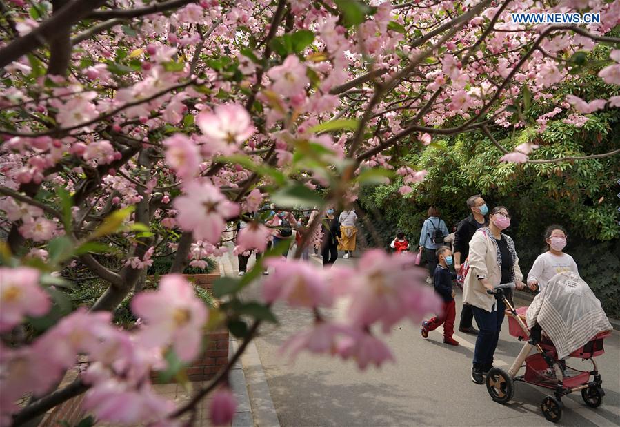 CHINA-HENAN-ZHENGZHOU-BLOSSOM (CN)