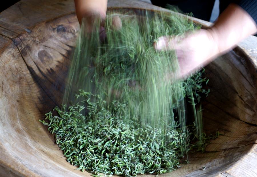 CHINA-FUJIAN-WUYISHAN-BLACK TEA-HARVEST-MAKING (CN)