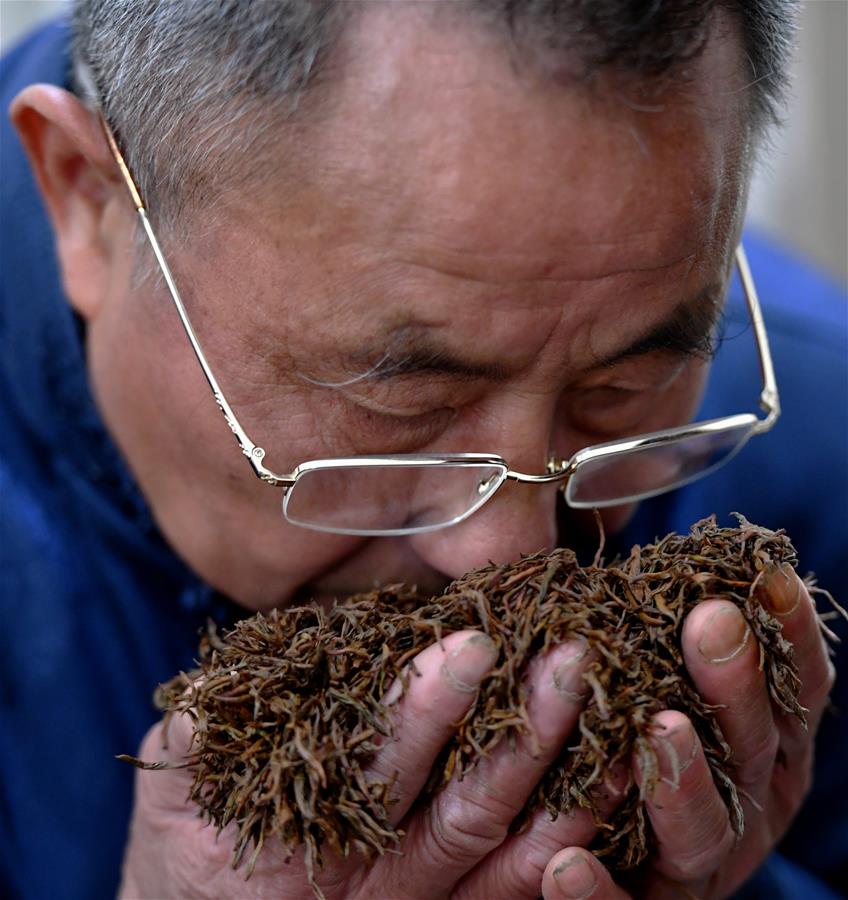 CHINA-FUJIAN-WUYISHAN-BLACK TEA-HARVEST-MAKING (CN)