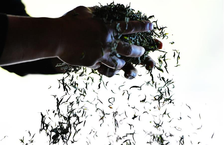 CHINA-FUJIAN-WUYISHAN-BLACK TEA-HARVEST-MAKING (CN)