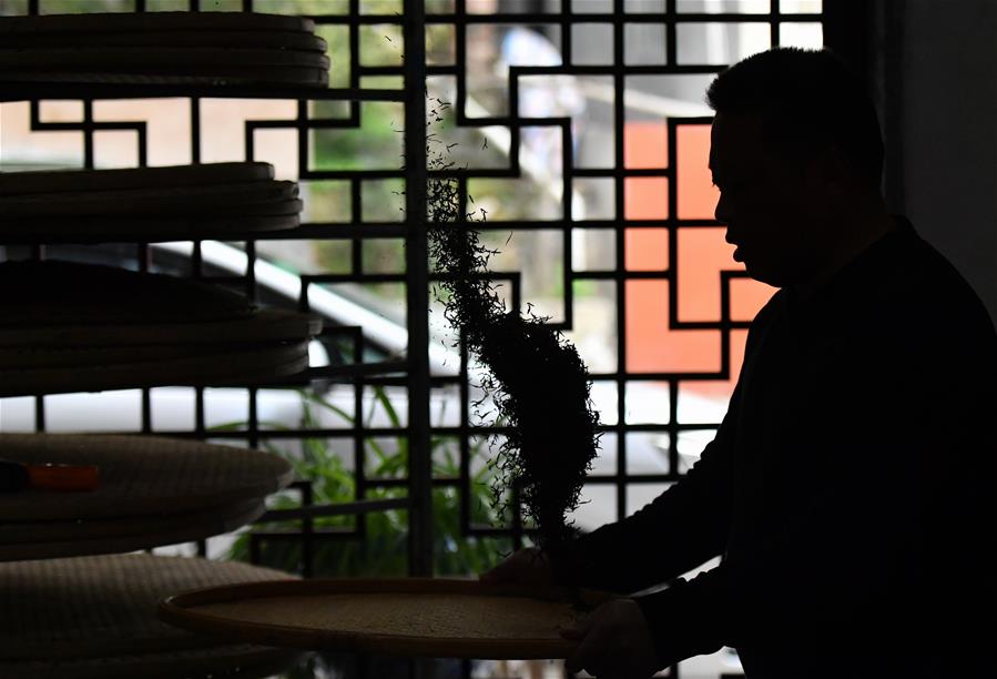 CHINA-FUJIAN-WUYISHAN-BLACK TEA-HARVEST-MAKING (CN)