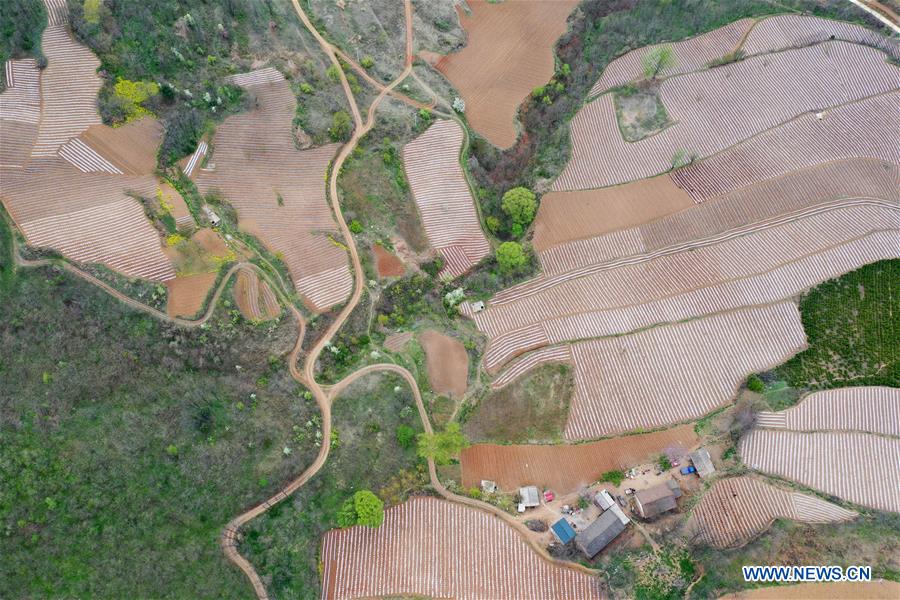 CHINA-HENAN-SANMENXIA-AGRICULTURE (CN)
