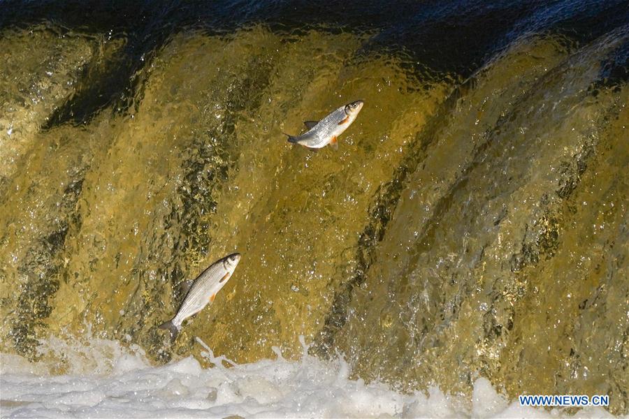 LATVIA-KULDIGA-FLYING FISH