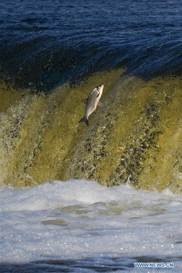 LATVIA-KULDIGA-FLYING FISH