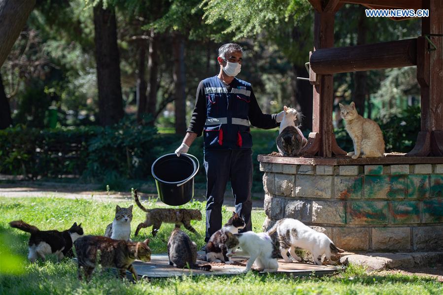 Feature: Local officials rush help to stray animals in Istanbul during  lockdown - Xinhua 