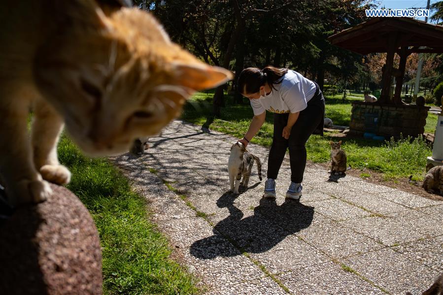 TURKEY-ISTANBUL-COVID-19-STRAY ANIMALS