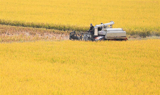 Rice harvested in Xuyi County, E China's Jiangsu