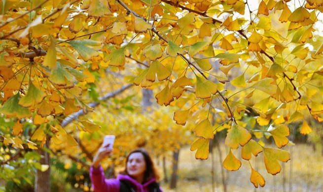 Tourists play with ginkgo leaves in east China's Shandong