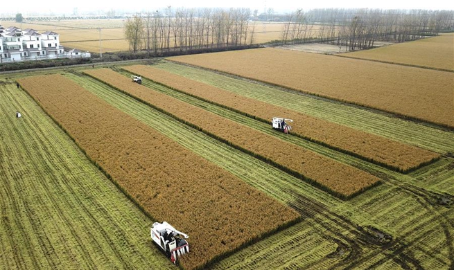 Farmers harvest rice in Huai'an, E China's Jiangsu