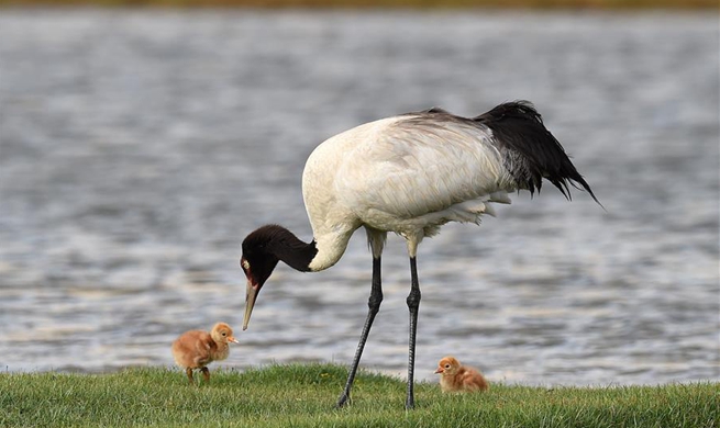 Across China: Endangered cranes welcomed by Tibetans during migration