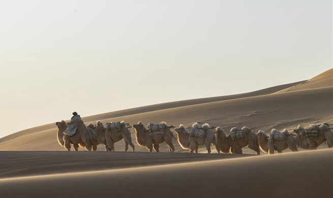 Highlights of 2nd camel Nadam fair in Araxan, N China's Inner Mongolia