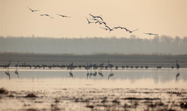 Nature reserve in China's Jilin greets peak season for migrant birds to return to north