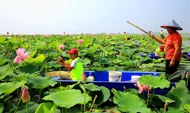 Sihong County authorities promote aquatic agricultural products plantation