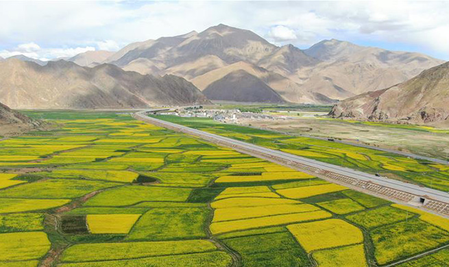 Scenery of cole flowers in Deqing Town, China's Tibet