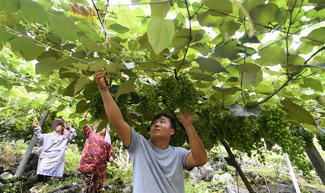 Impoverished households boost their income through grape planting in village of Guangxi