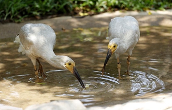 8 crested ibis birdlings hatched via artificial breeding in Guangzhou