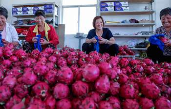 Dragon fruit planting helps farmers increase incomes in east China's Zhejiang