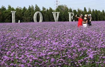 Tourists enjoy vervain flowers in Qinhuangdao, N China's Hebei