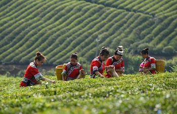 Workers pick tea leaves in southwest China's Guizhou