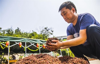 Sichuan peppers produced in Daliyan Village popular on markets