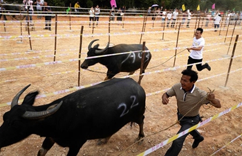 "Cattle festival" held in E China's Jiangxi