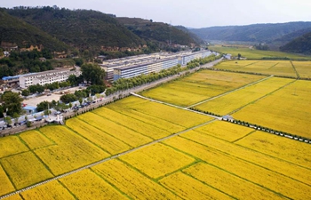 In pics: rice fields in Yan'an, NW China's Shaanxi