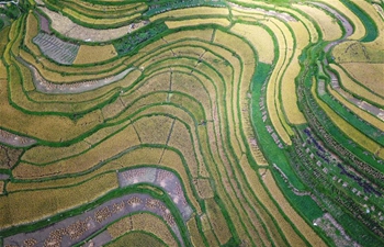 Scenery of terraced fields in SW China's Guizhou