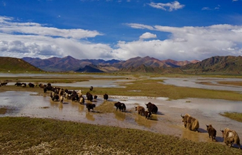 Environment greatly improved along Yarlung Zangbo River in China's Tibet